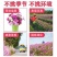 耐寒多年混装野花花种子组合装四季种活庭院易种开花快花期长