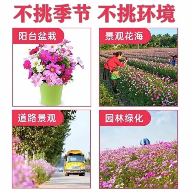 耐寒多年混装野花花种子组合装四季种活庭院易种开花快花期长