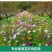 耐寒多年混装野花花种子组合装四季种活庭院易种开花快花期长