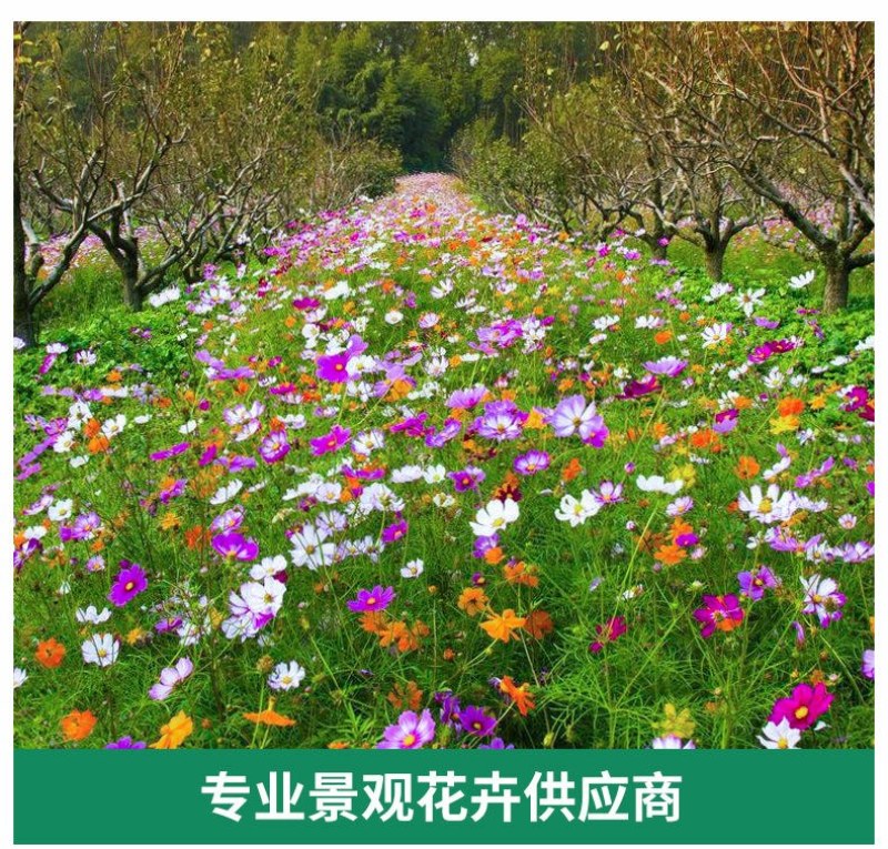 耐寒多年混装野花花种子组合装四季种活庭院易种开花快花期长