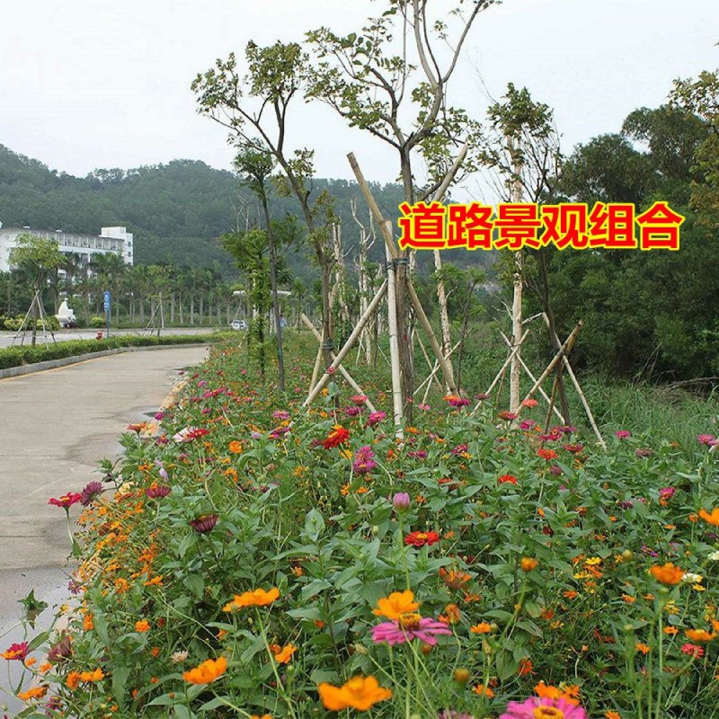 耐寒多年混装野花花种子组合装四季种活庭院易种开花快花期长