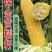 三保金黄糯玉米种子大棒大穗玉米种籽粘糯早熟鲜食玉米种子