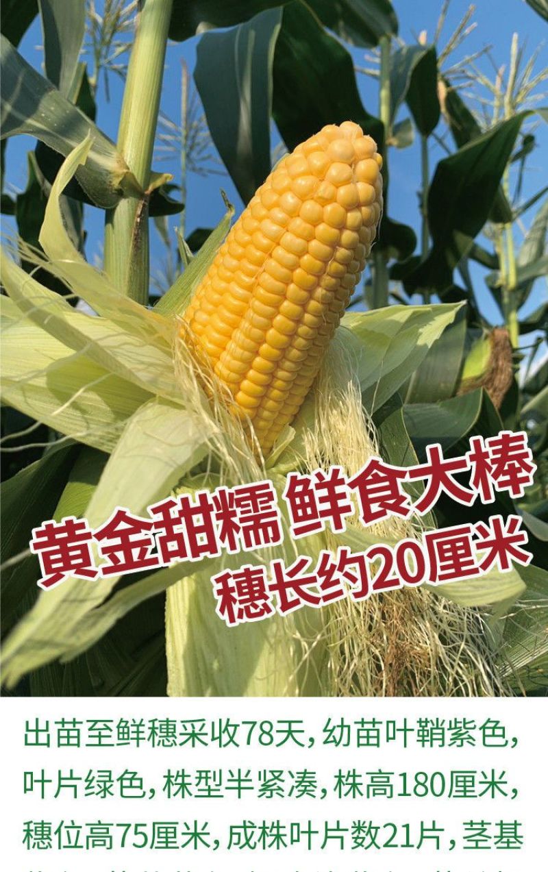 三保金黄糯玉米种子大棒大穗玉米种籽粘糯早熟鲜食玉米种子