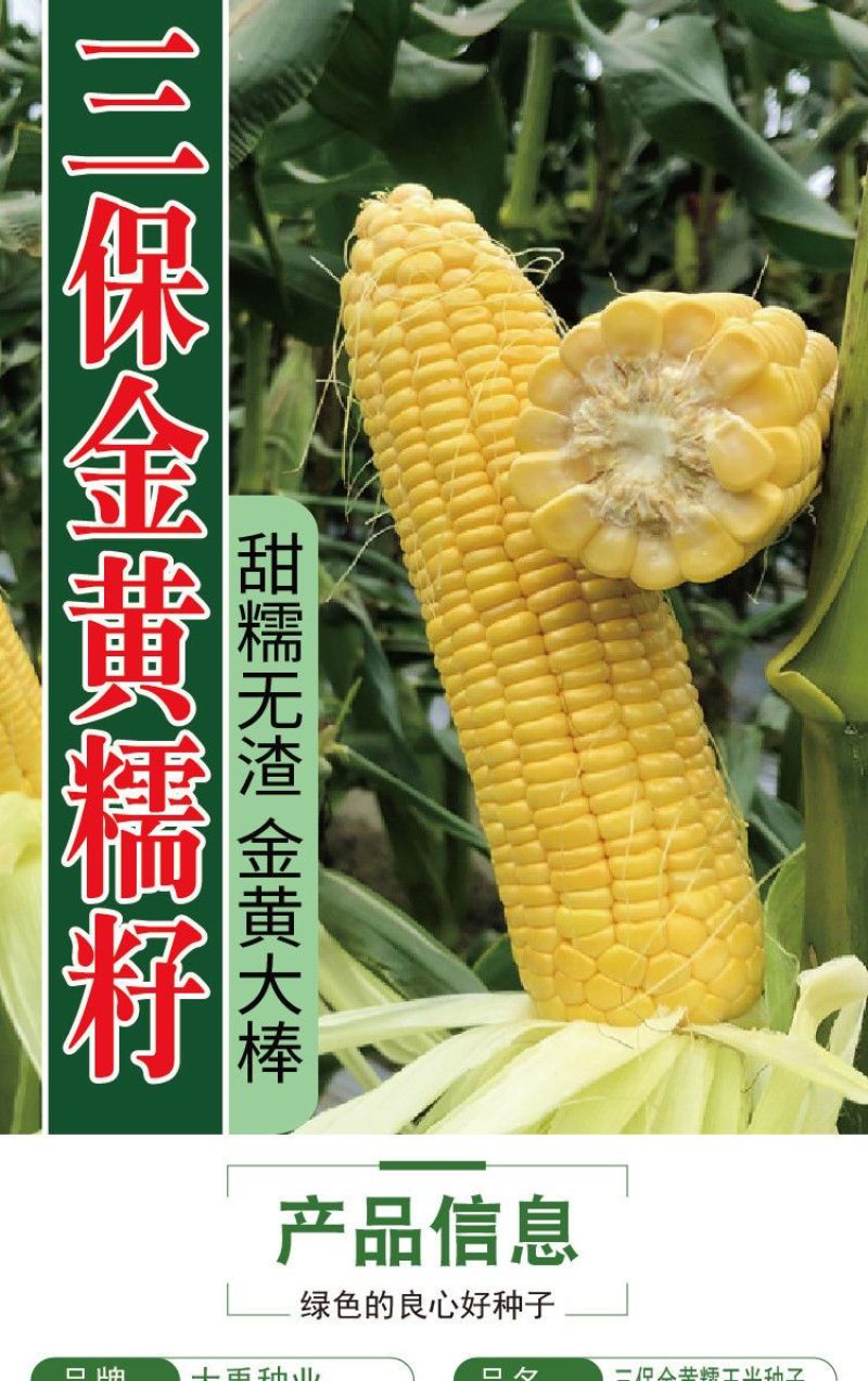 三保金黄糯玉米种子大棒大穗玉米种籽粘糯早熟鲜食玉米种子