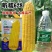 昕糯628黄甜糯玉米种子甜糯黄糯特大高产玉米种籽孑香糯粘