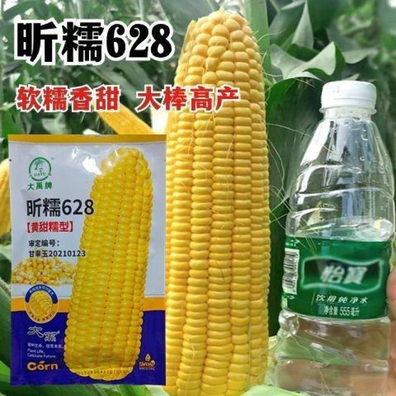 昕糯628黄甜糯玉米种子甜糯黄糯特大高产玉米种籽孑香糯粘