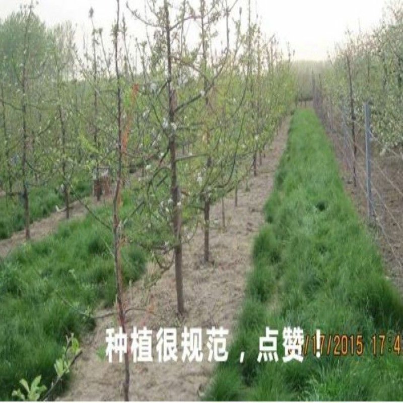 鼠茅草种果园绿肥鼠茅草草种鼠茅草种子鼠毛草种籽鼠毛草籽