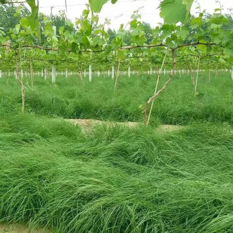 鼠茅草种果园绿肥鼠茅草草种鼠茅草种子鼠毛草种籽鼠毛草籽