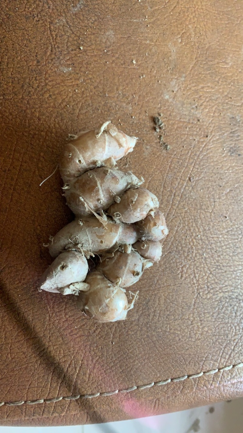 广东省高州沙姜