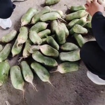 青皮萝卜