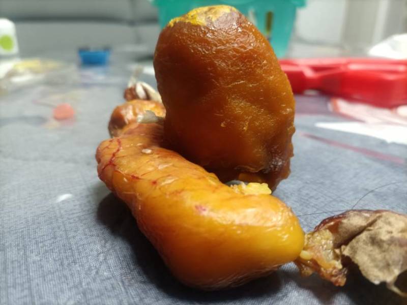 新鲜鸡宝，望谟县产，品质保证