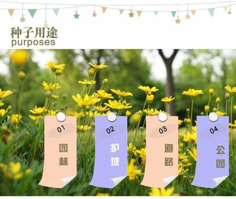 野菊花种子简单易种四季小菊花野生山菊花甘野菊发芽率98%