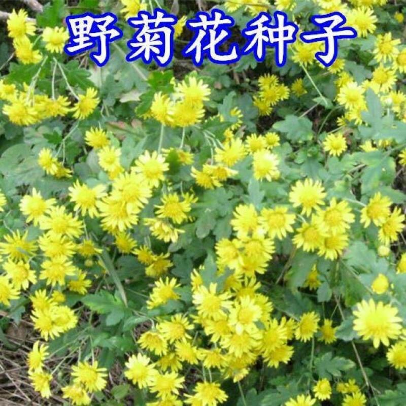 野菊花种子简单易种四季小菊花野生山菊花甘野菊发芽率98%