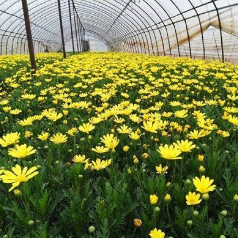 野菊花种子简单易种四季小菊花野生山菊花甘野菊发芽率98%