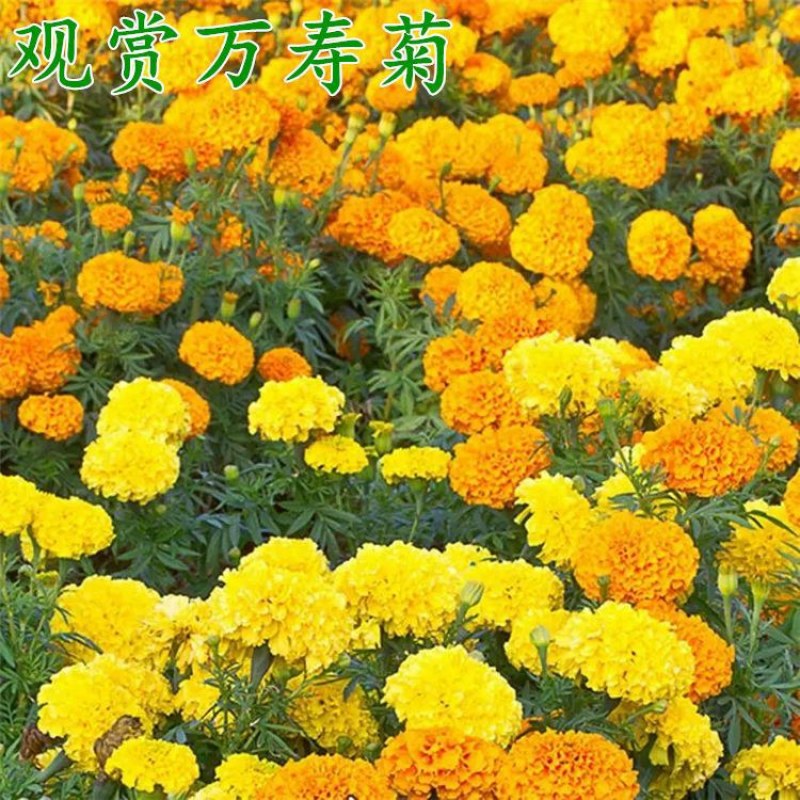 野菊花种子简单易种四季小菊花野生山菊花甘野菊发芽率98%