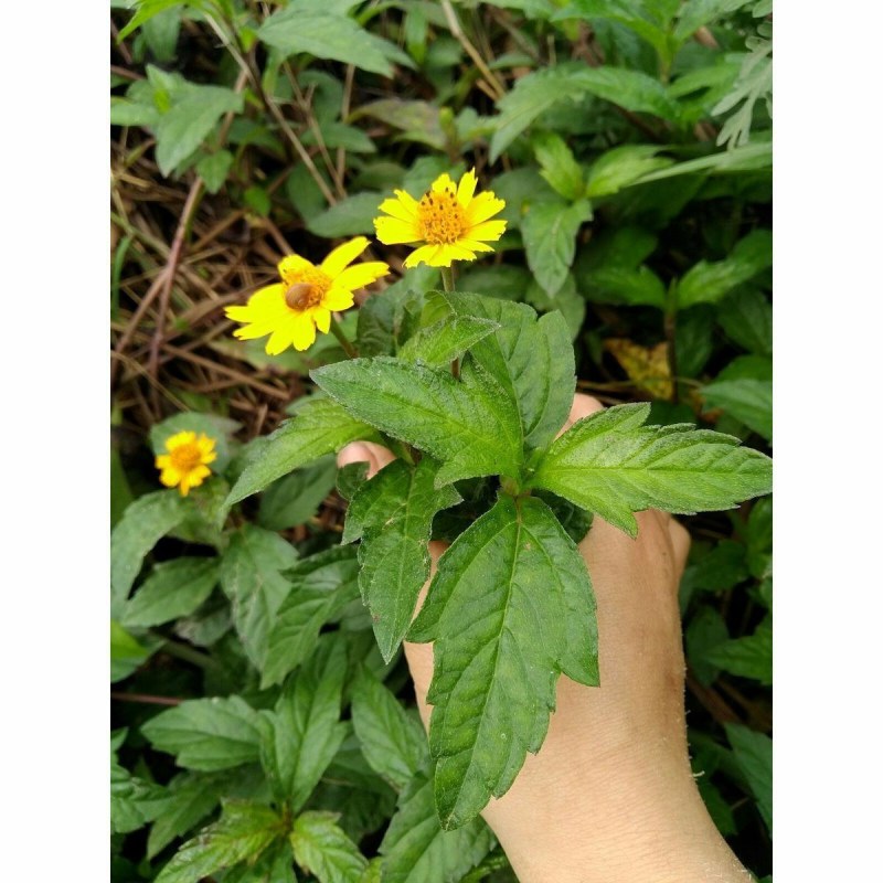 野菊花种子简单易种四季小菊花野生山菊花甘野菊发芽率98%
