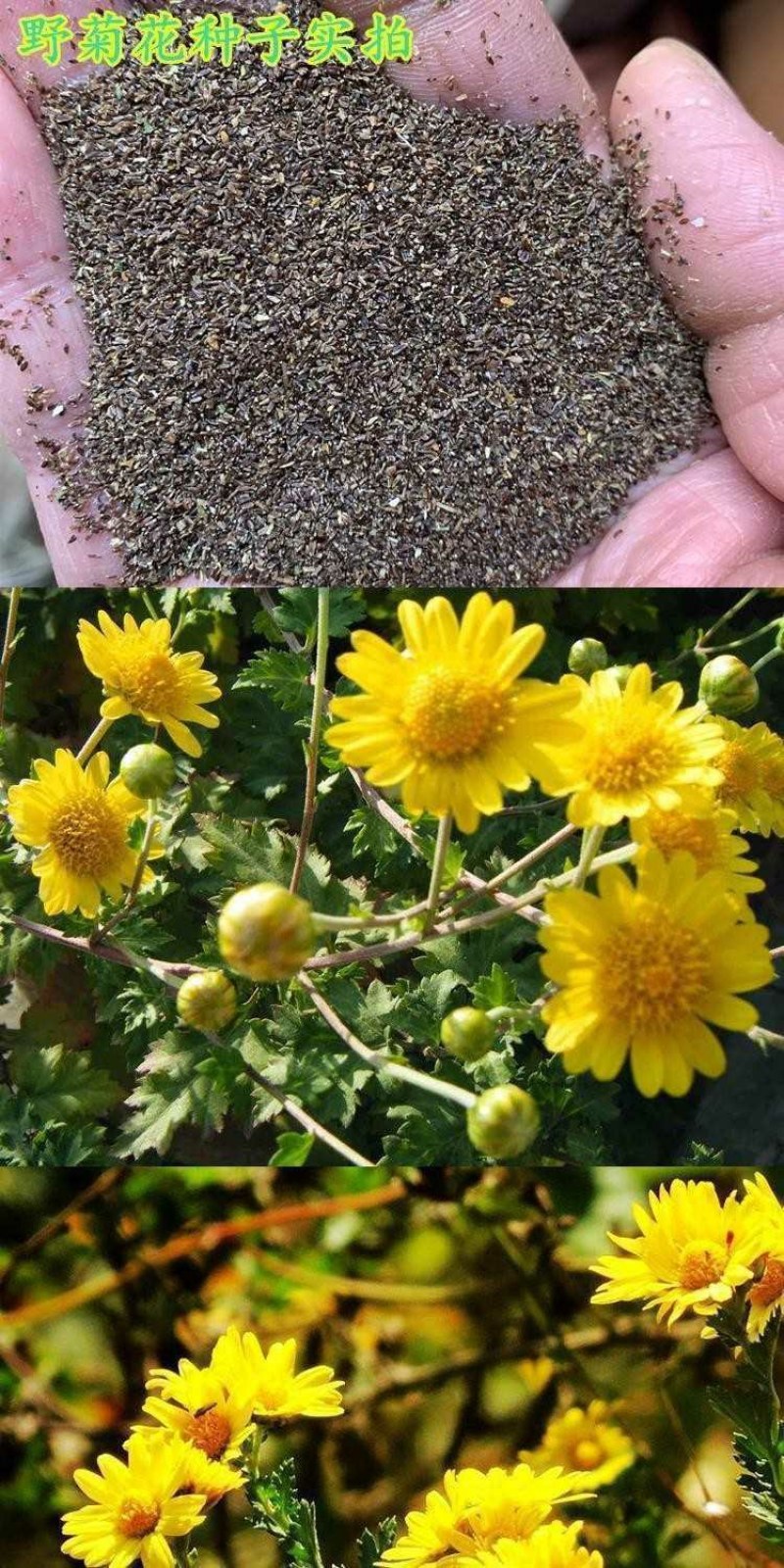 野菊花种子简单易种四季小菊花野生山菊花甘野菊发芽率98%