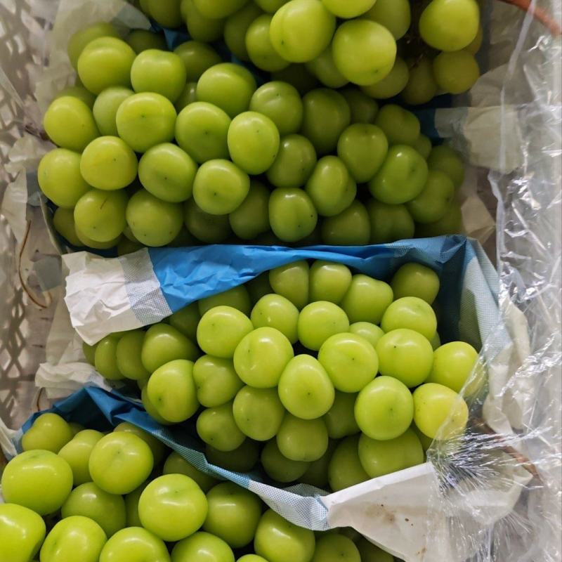 阳光玫瑰将进入到记时，货源充足，货挺好，13克以上