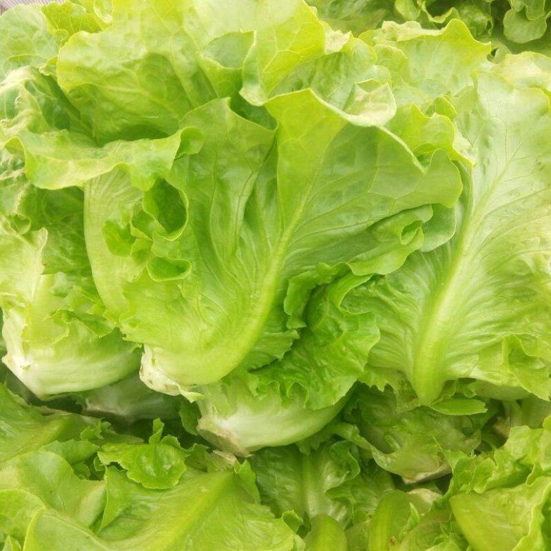 【推荐】安阳内黄生菜/意大利生菜/基地直发/对接商超批发