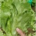 【推荐】安阳内黄生菜/意大利生菜/基地直发/对接商超批发