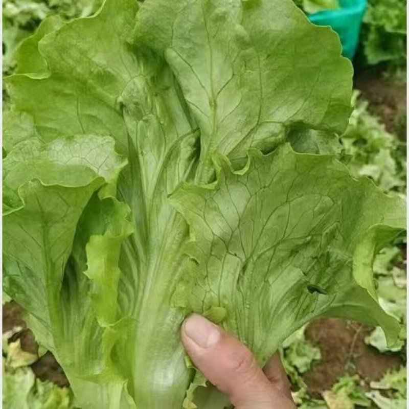 【推荐】安阳内黄生菜/意大利生菜/基地直发/对接商超批发