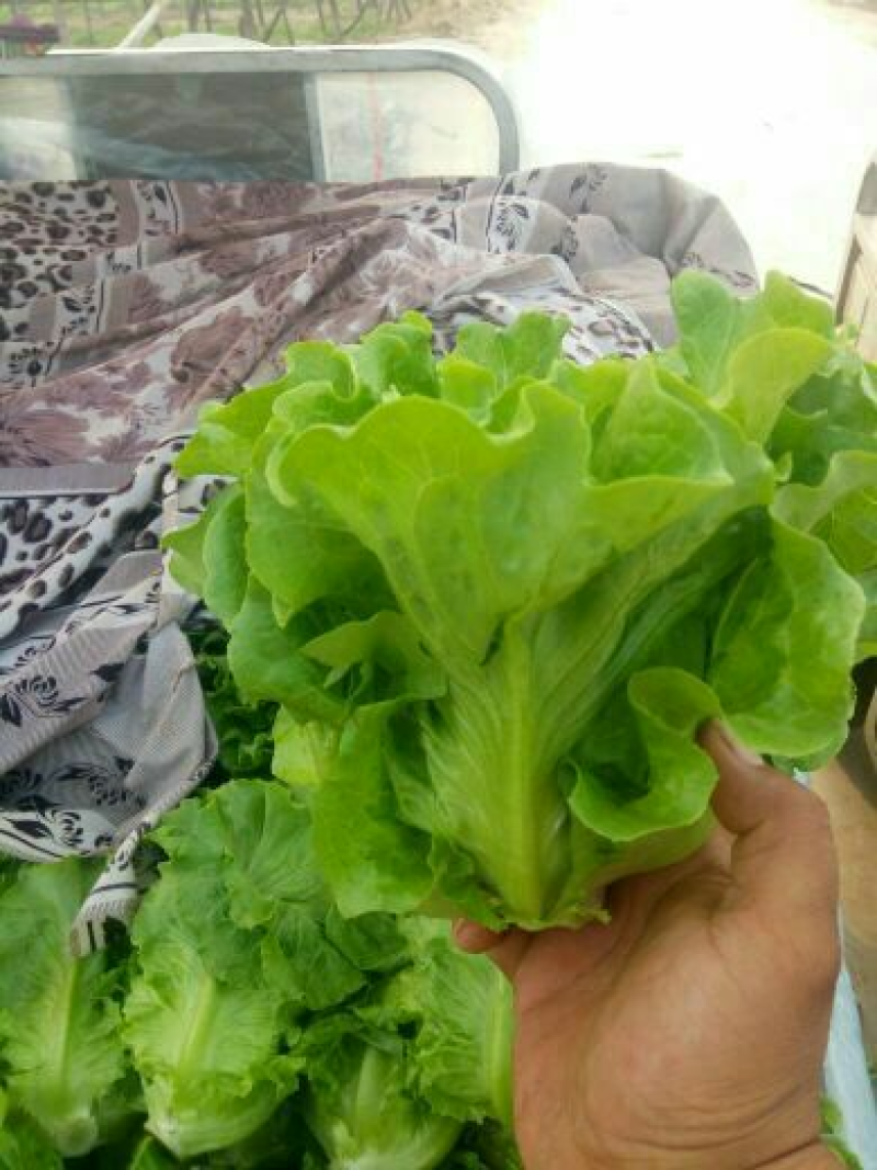 【推荐】安阳内黄生菜/意大利生菜/基地直发/对接商超批发