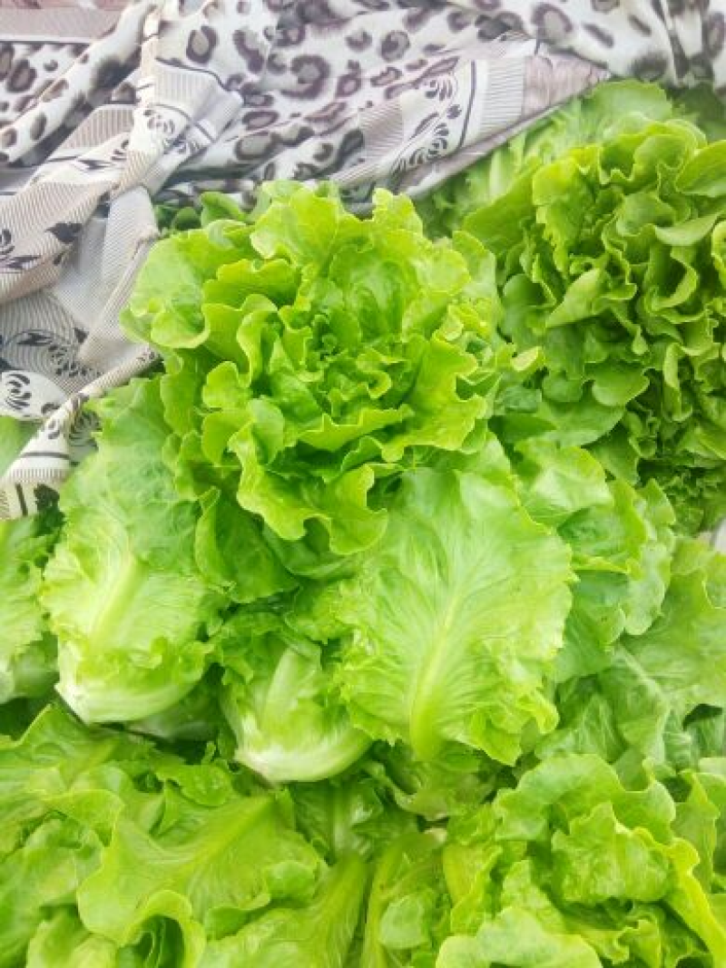 【推荐】安阳内黄生菜/意大利生菜/基地直发/对接商超批发
