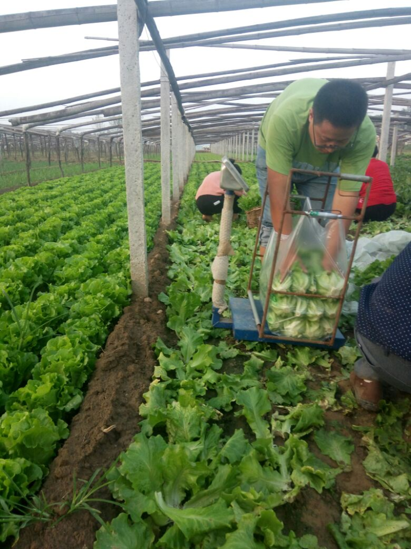 【推荐】安阳内黄生菜/意大利生菜/基地直发/对接商超批发