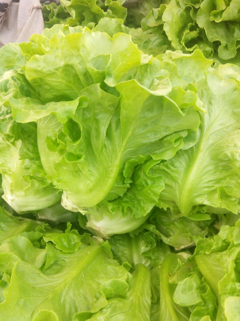 【推荐】安阳内黄生菜/意大利生菜/基地直发/对接商超批发