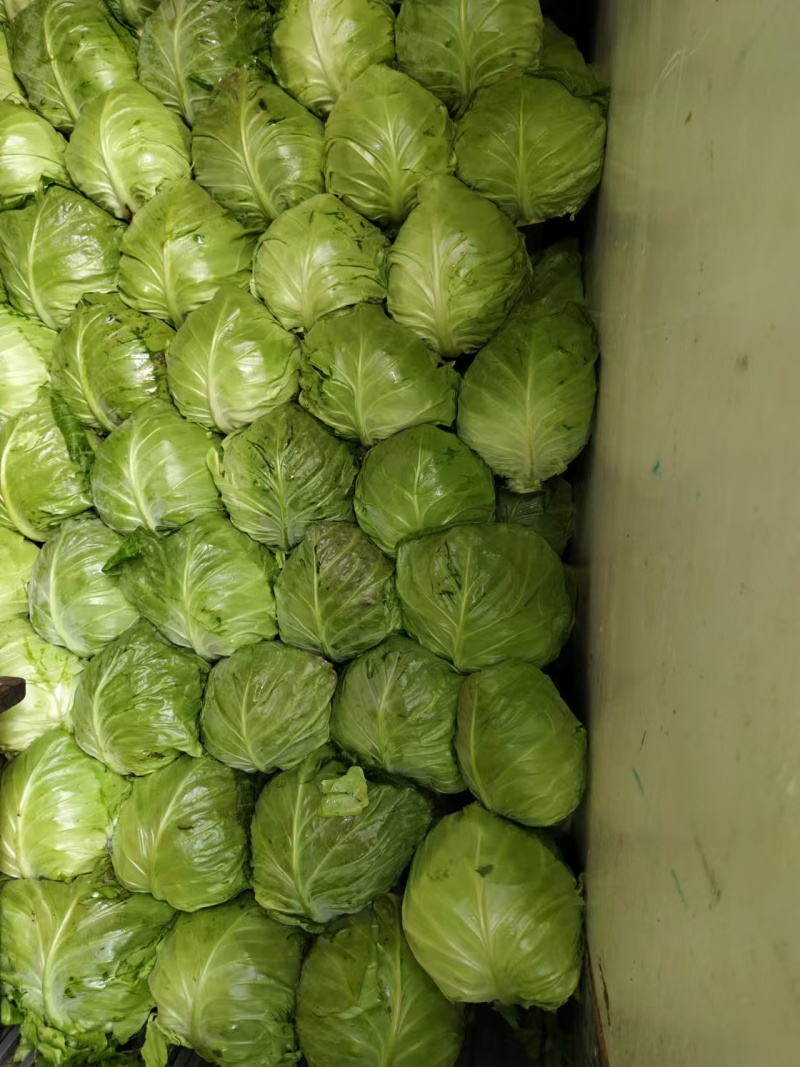 圆包菜大量有货产地直发供货稳定欢迎联系