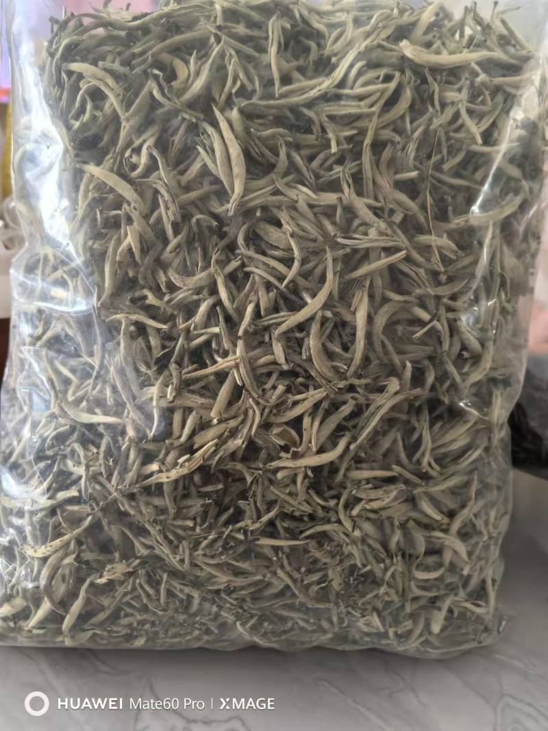 大白牙（1级）