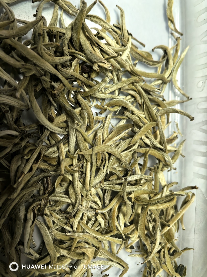 大白牙（1级）