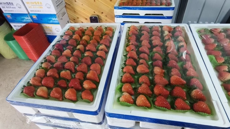 红颜草莓
