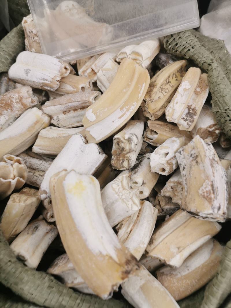 龙齿精选选货新货货真价实