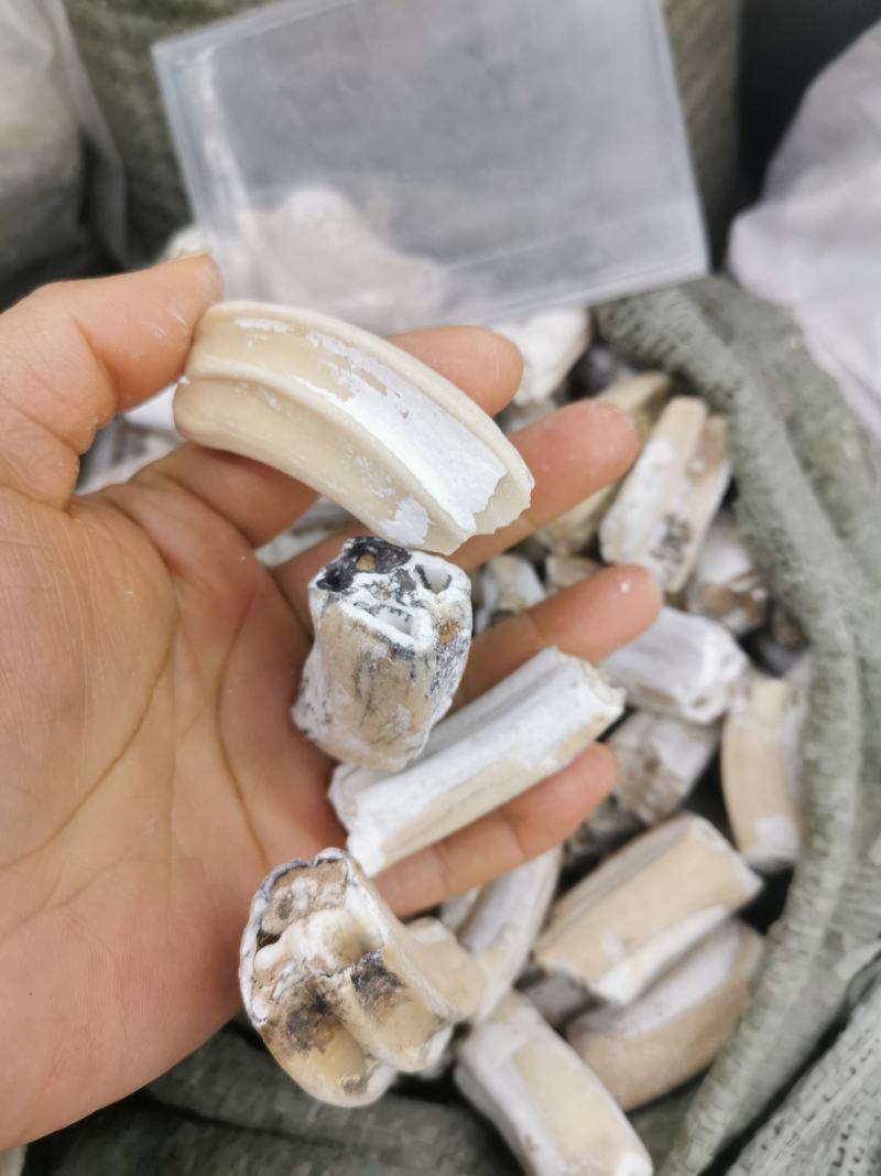龙齿精选选货新货货真价实
