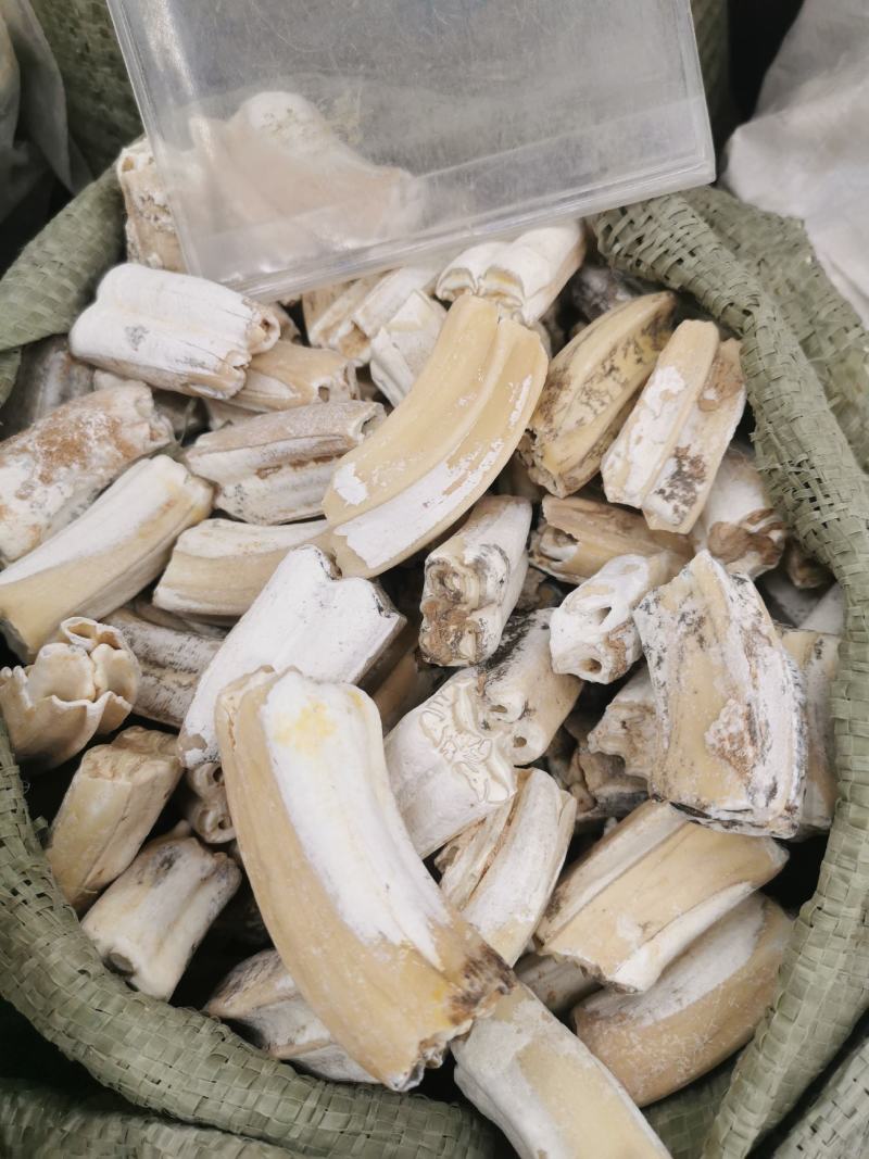 龙齿精选选货新货货真价实