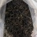 滇红：古树红茶（纯古树）