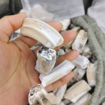 龙齿精选选货新货货真价实