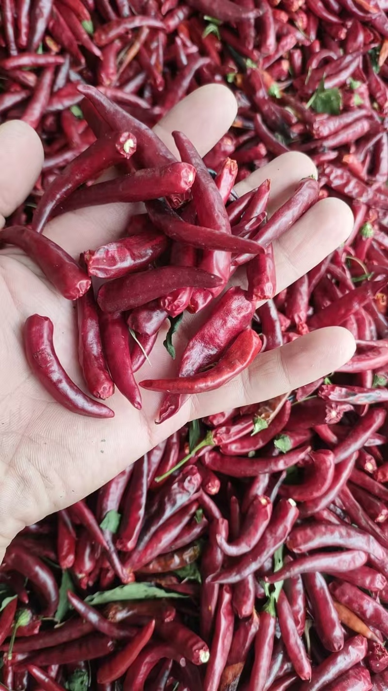 安阳内黄高辣品种干辣椒货源充足，品质保证诚信经营
