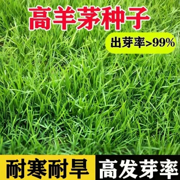 高羊茅草坪种子耐寒耐旱护坡四季常青草坪种子发芽率98%