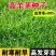 高羊茅草坪种子耐寒耐旱护坡四季常青草坪种子发芽率98%