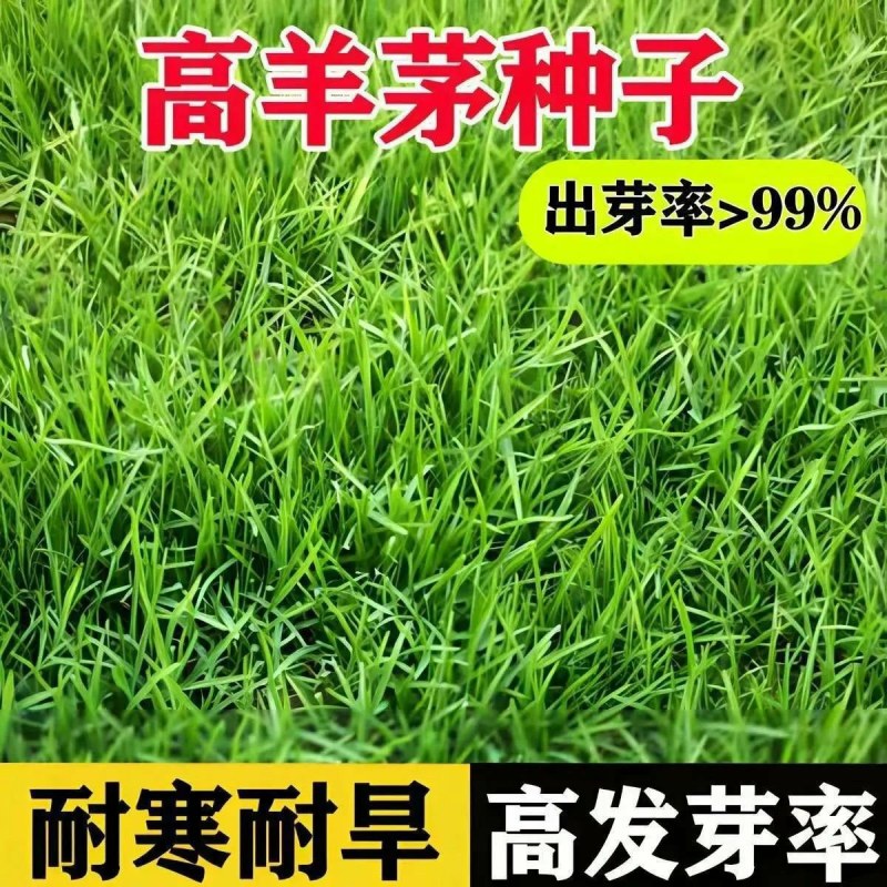 高羊茅草坪种子耐寒耐旱护坡四季常青草坪种子发芽率98%