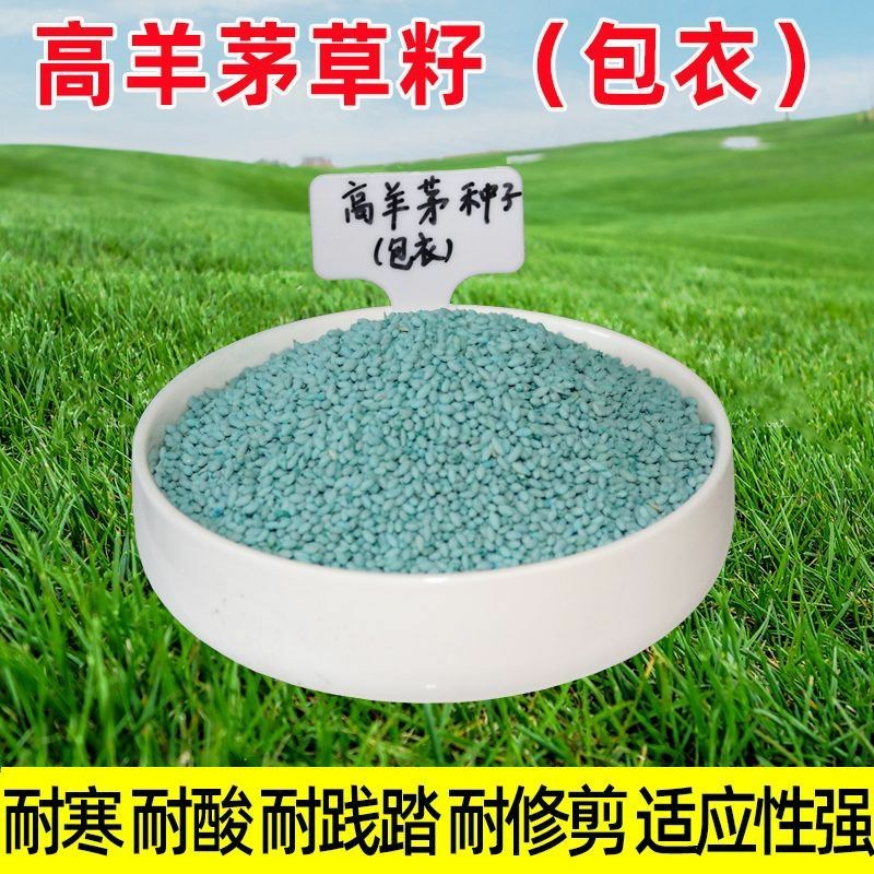 高羊茅草坪种子耐寒耐旱护坡四季常青草坪种子发芽率98%