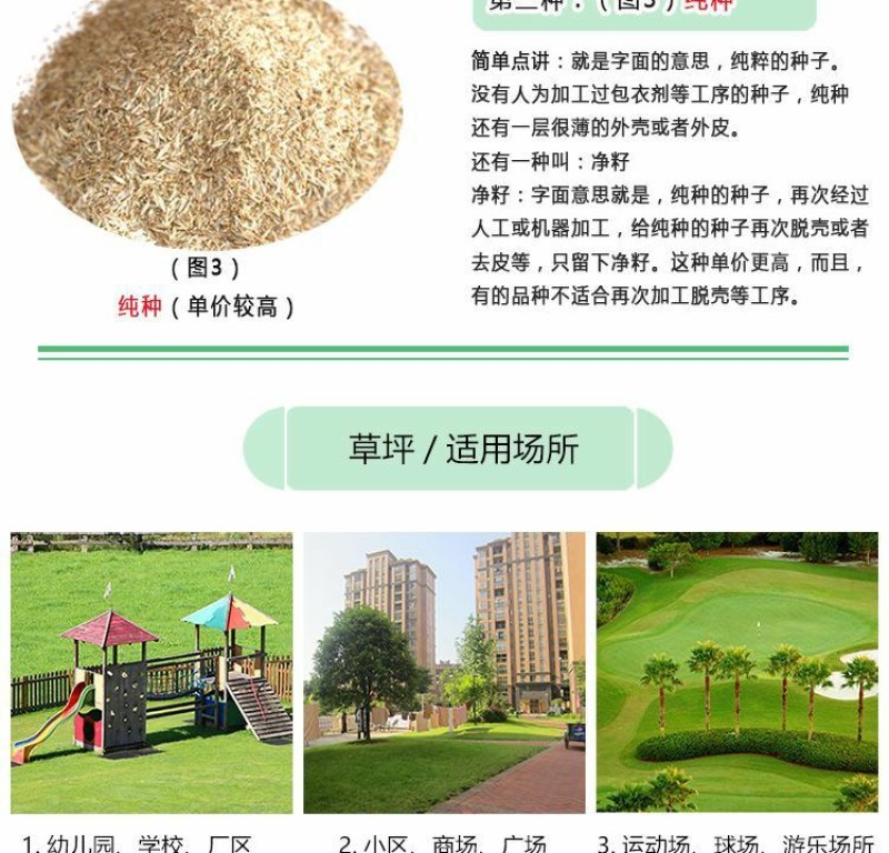 高羊茅草坪种子耐寒耐旱护坡四季常青草坪种子发芽率98%