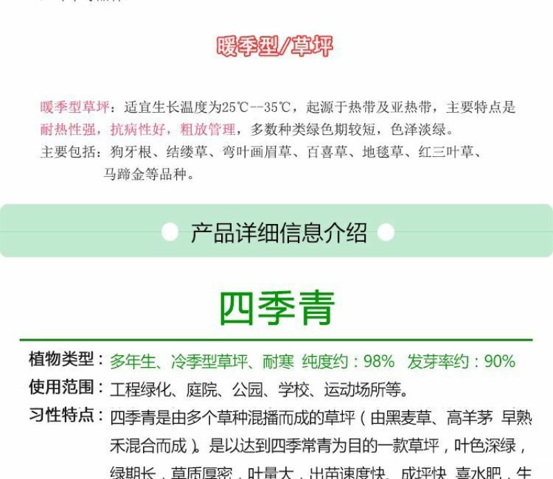 高羊茅草坪种子耐寒耐旱护坡四季常青草坪种子发芽率98%