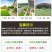 高羊茅草坪种子耐寒耐旱护坡四季常青草坪种子发芽率98%