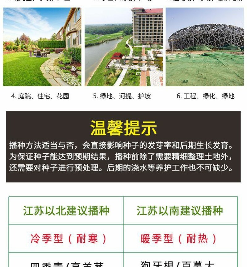 高羊茅草坪种子耐寒耐旱护坡四季常青草坪种子发芽率98%