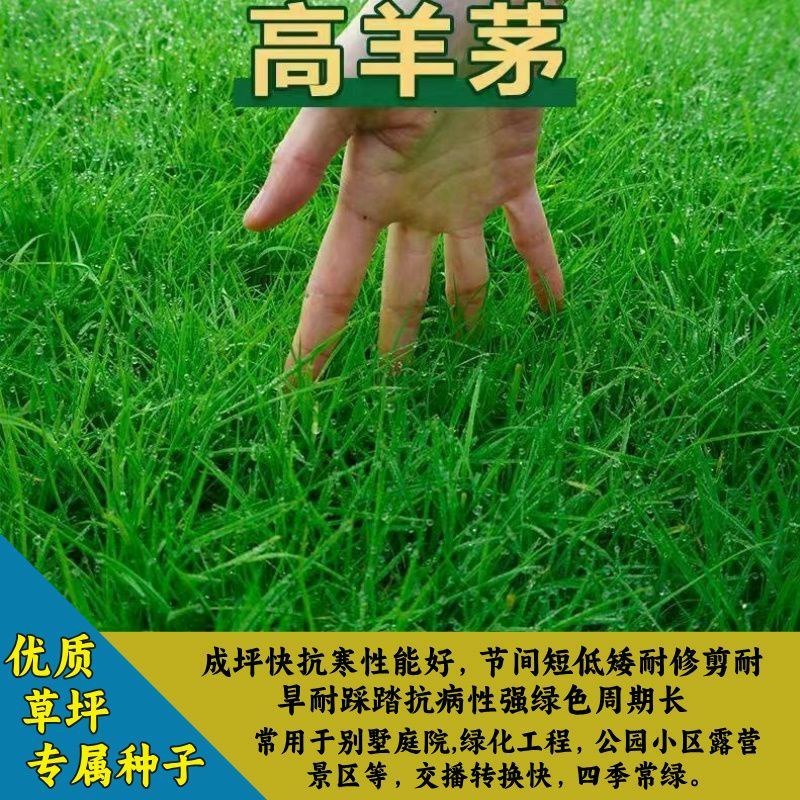 高羊茅草坪种子耐寒耐旱护坡四季常青草坪种子发芽率98%