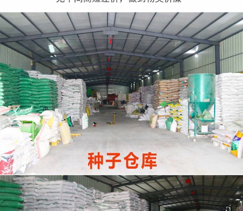 高羊茅草坪种子耐寒耐旱护坡四季常青草坪种子发芽率98%