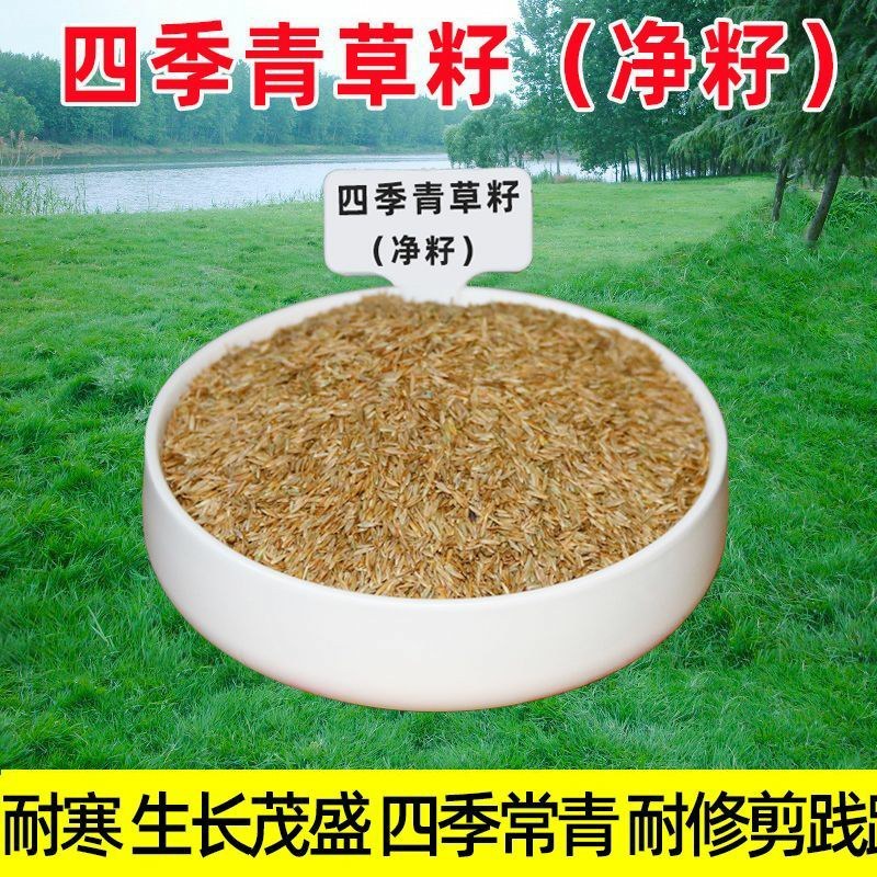 高羊茅草坪种子耐寒耐旱护坡四季常青草坪种子发芽率98%